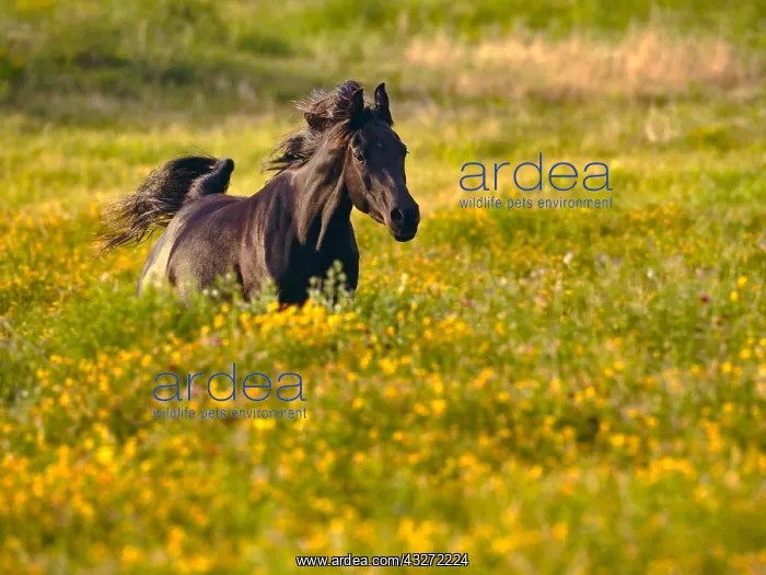 : Black Arabian Horse running, playing in a meadow : Black Arabian Horse running, playing in a meadow