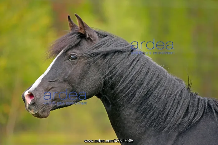 : Black Arabian Stallion alert, portrait Head closeup : Black Arabian Stallion alert, portrait Head closeup