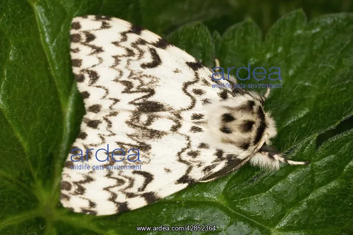 : Black Arches : Black Arches