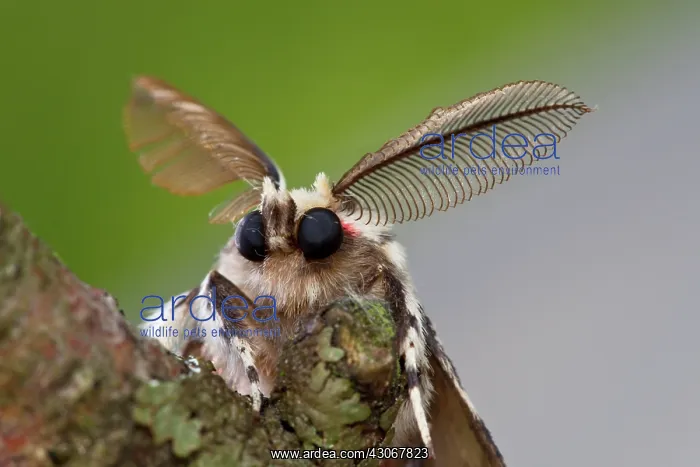 : Black Arches : Black Arches