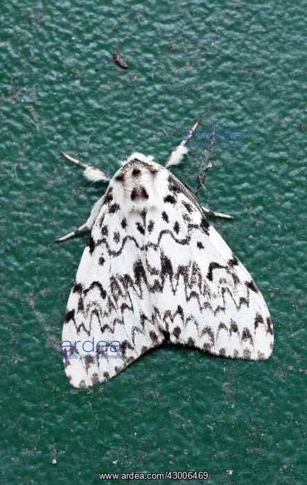 : Black Arches Moth : Black Arches Moth