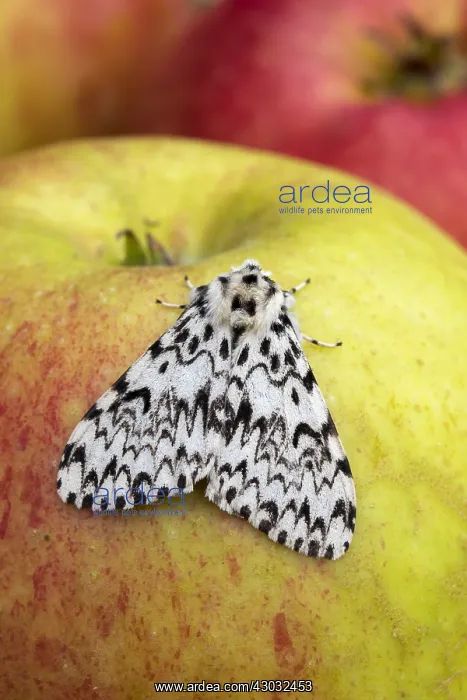  : Black Arches Moth - on Apple - Cornwall - UK