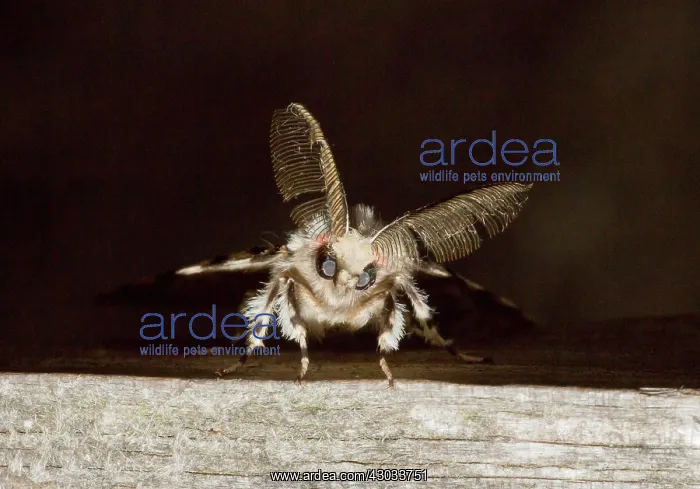 : Black Arches Moth male showing feathery antennae Dorset, UK : Black Arches Moth male showing feathery antennae Dorset, UK