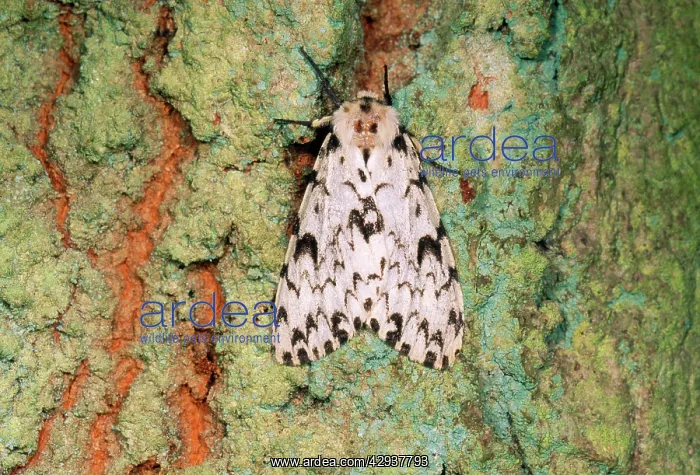 : Black Arches Moth - on Oak tree : Black Arches Moth - on Oak tree