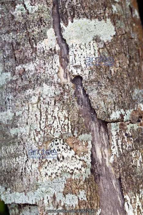 : Black Arches Moth - on tree bark : Black Arches Moth - on tree bark