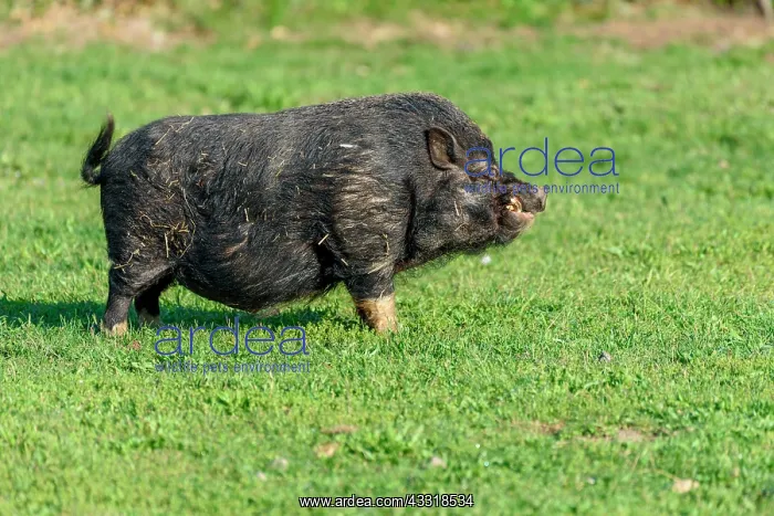: Black Asian pig in a meadow, France, Europe : Black Asian pig in a meadow, France, Europe