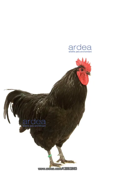 : Black Australorp Chicken : Black Australorp Chicken