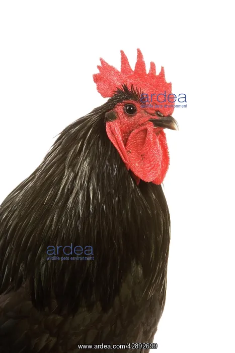  : Black Australorp Chicken