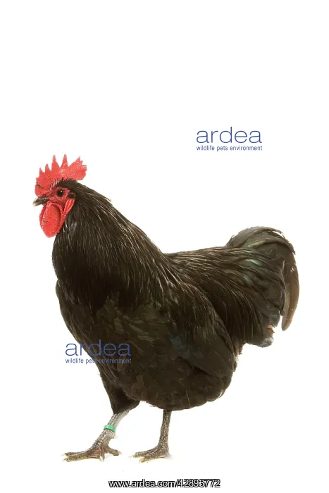 : Black Australorp Chicken : Black Australorp Chicken