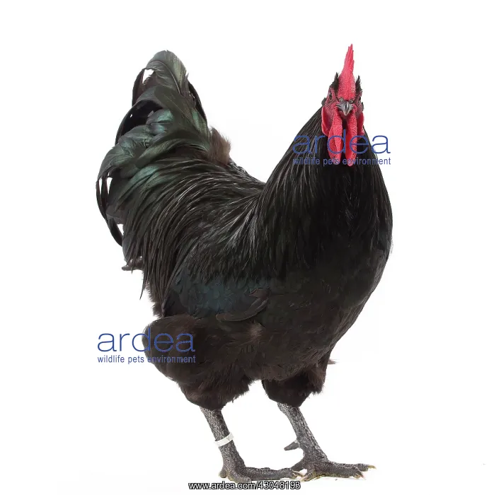  : Black Australorp Chicken Cockerel  /  Rooster