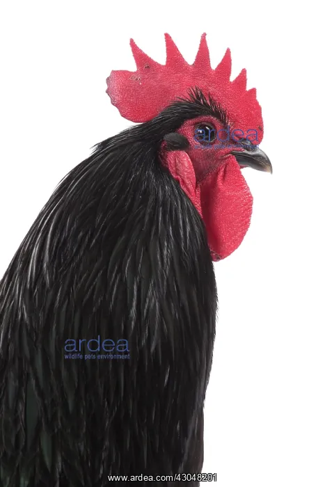  : Black Australorp Chicken Cockerel  /  Rooster