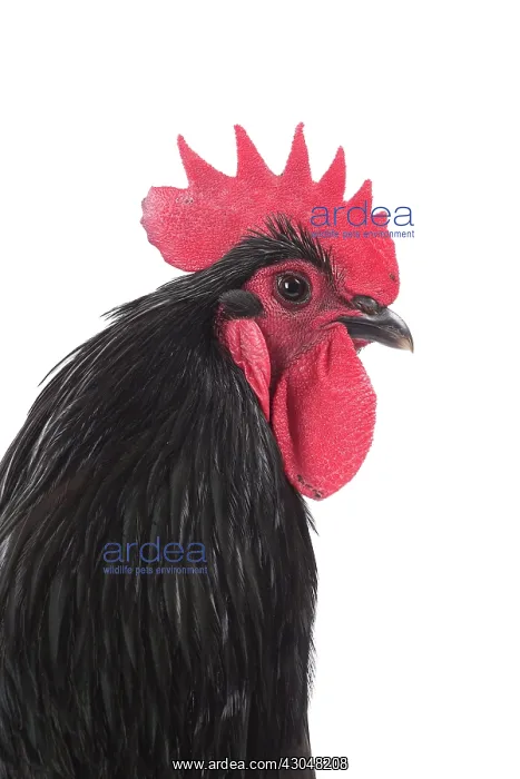  : Black Australorp Chicken Cockerel  /  Rooster