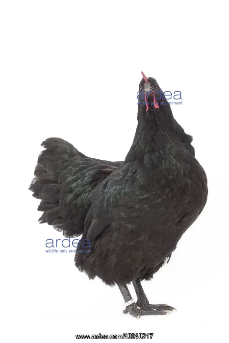 : Black Australorp Chicken hen : Black Australorp Chicken hen