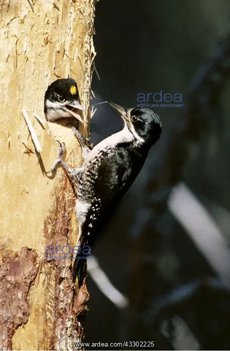 : Black-backed / Arctic three-toed Woodpecker - Feeding : Black-backed / Arctic three-toed Woodpecker - Feeding