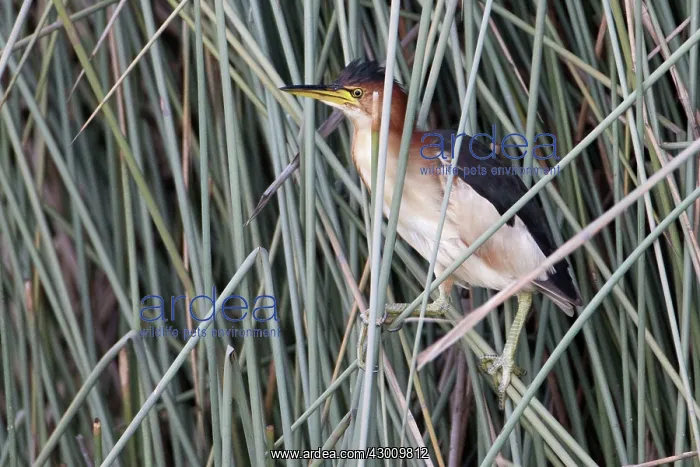 : Black-backed Least / Australian Little Bittern : Black-backed Least / Australian Little Bittern