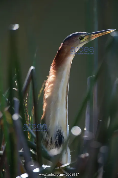 : Black-backed Least / Australian Little Bittern : Black-backed Least / Australian Little Bittern