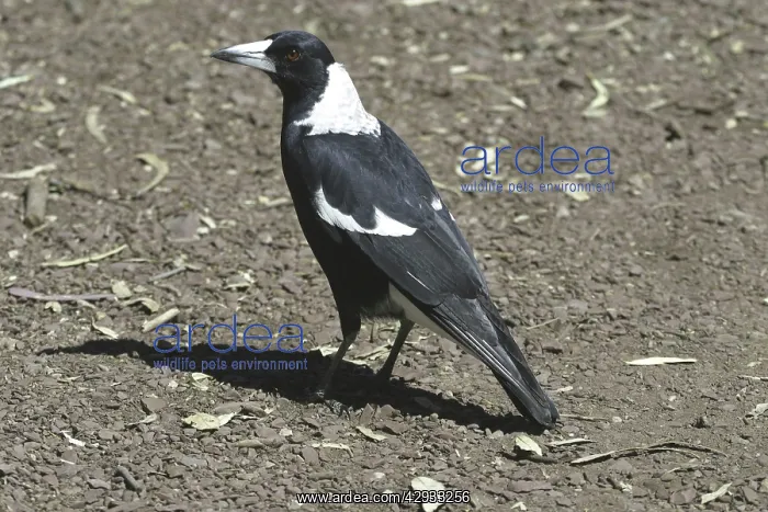  : Black-backed Australian Magpie - Male