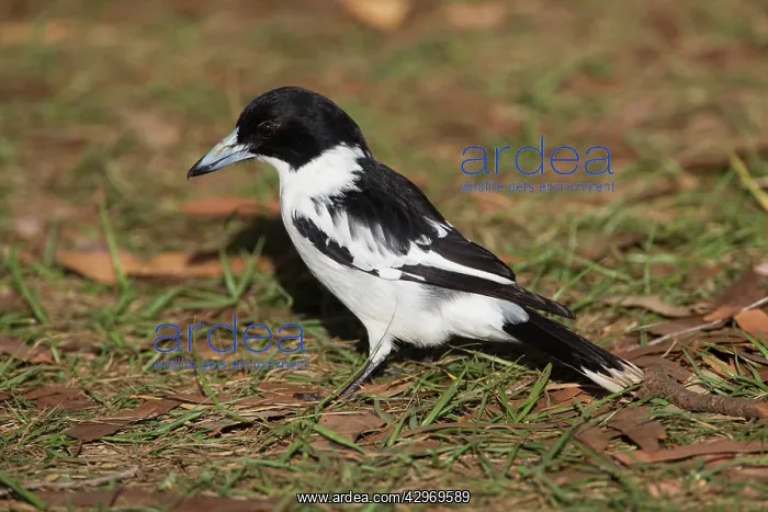 : Black-backed Butcherbird : Black-backed Butcherbird