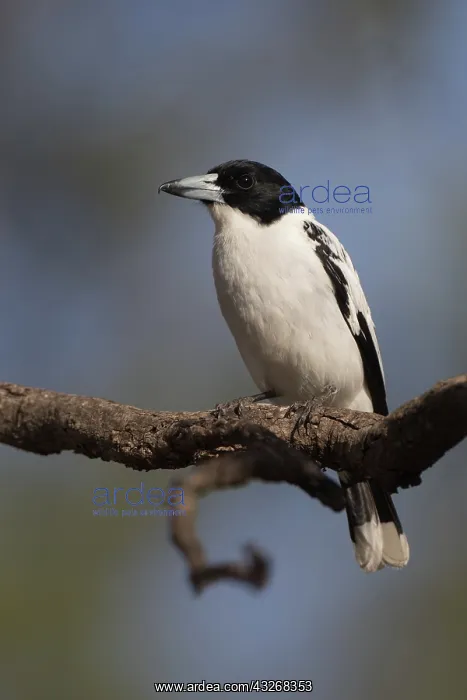 : Black-backed Butcherbird - perched on a branch - : Black-backed Butcherbird - perched on a branch -