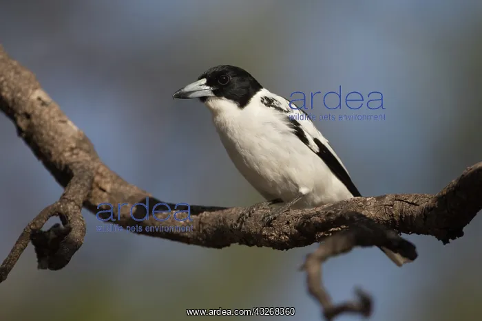 : Black-backed Butcherbird - perched on a branch - : Black-backed Butcherbird - perched on a branch -