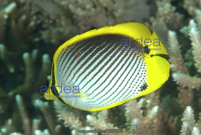  : Black-backed Butterflyfish