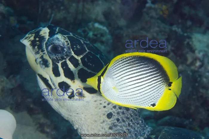 : Black-backed Butterflyfish - with Loggerhead : Black-backed Butterflyfish - with Loggerhead