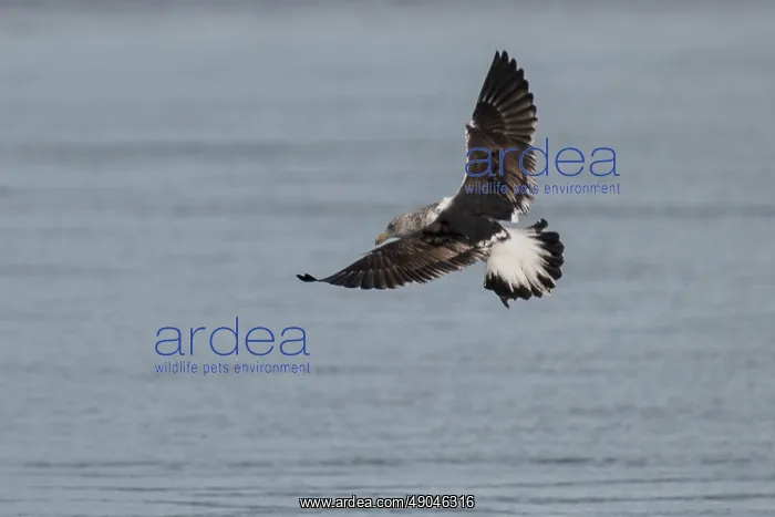 : Black-backed Gull : Black-backed Gull