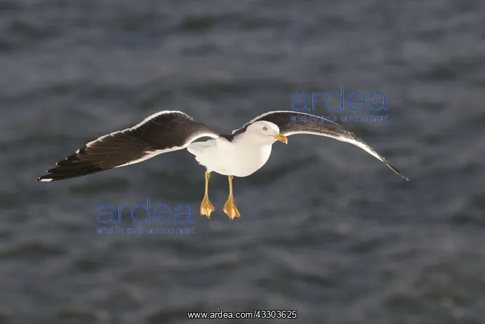 : Black-backed Gull - adult gull in flight - Germany : Black-backed Gull - adult gull in flight - Germany
