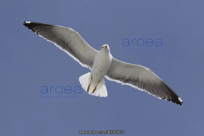 : Black-backed Gull - adult gull in flight - Germany : Black-backed Gull - adult gull in flight - Germany