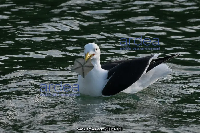 : Black-backed Gull with Biscuit Star : Black-backed Gull with Biscuit Star