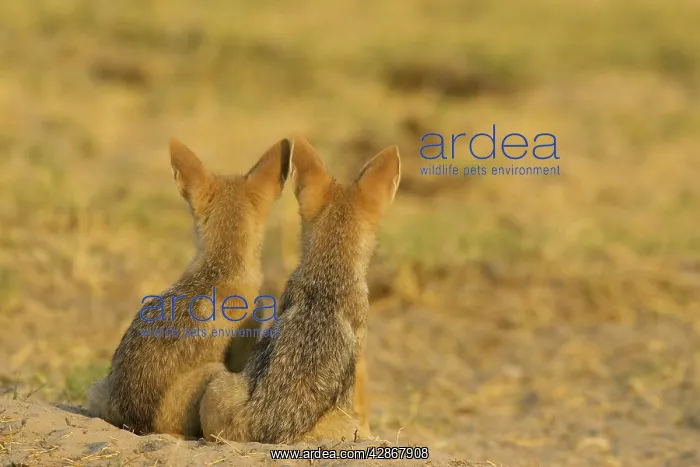  : Black-backed Jackal - 2 puppies at the entrance