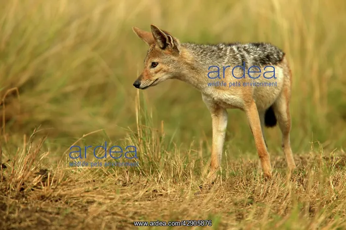 : Black-backed Jackal : Black-backed Jackal