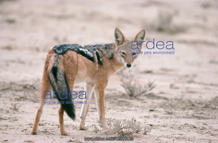  : Black-backed Jackal