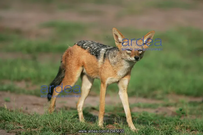: Black-Backed Jackal : Black-Backed Jackal