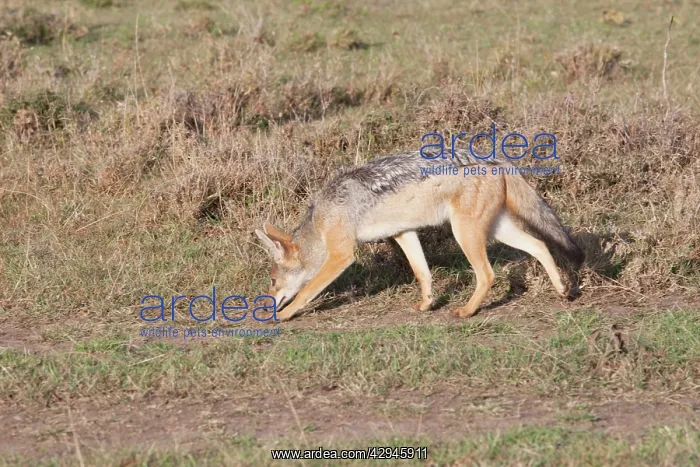 : Black-backed Jackal : Black-backed Jackal