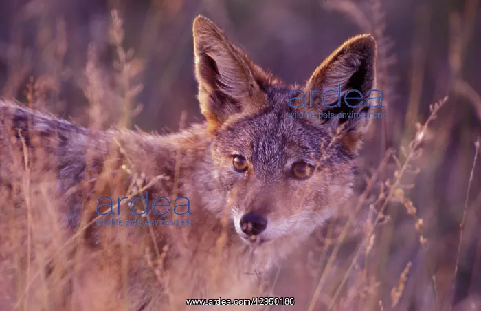 : Black-backed Jackal : Black-backed Jackal