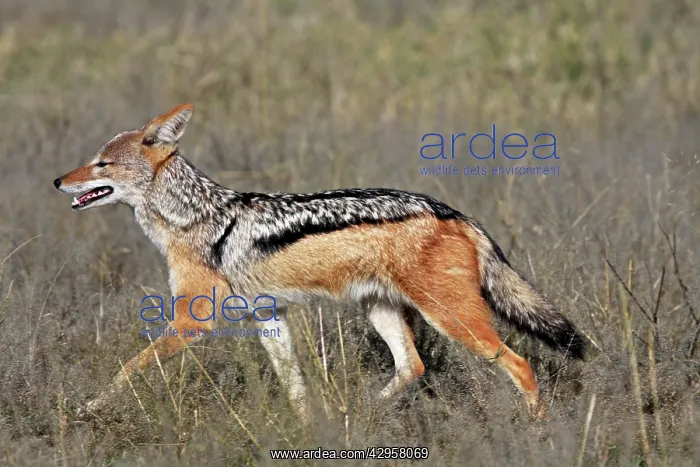 : Black-backed Jackal : Black-backed Jackal