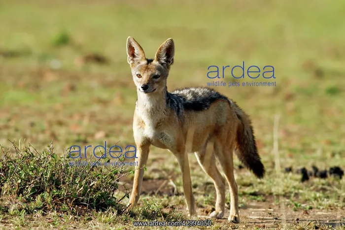 : Black-backed Jackal : Black-backed Jackal