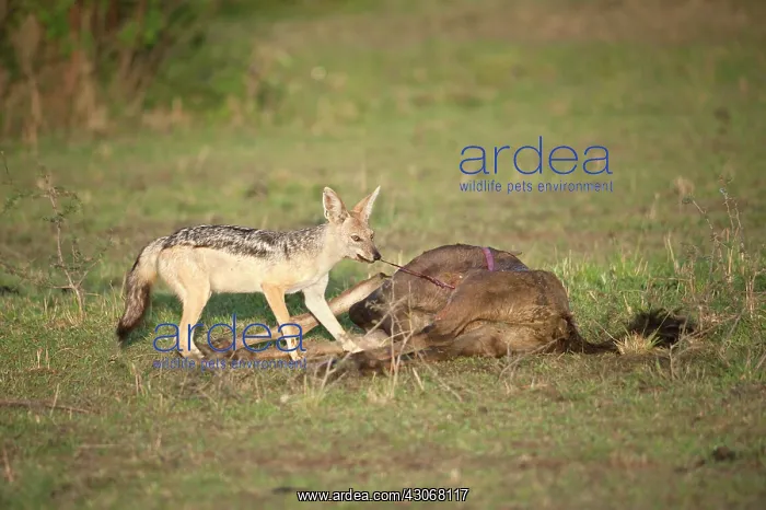 : Black-backed Jackal : Black-backed Jackal
