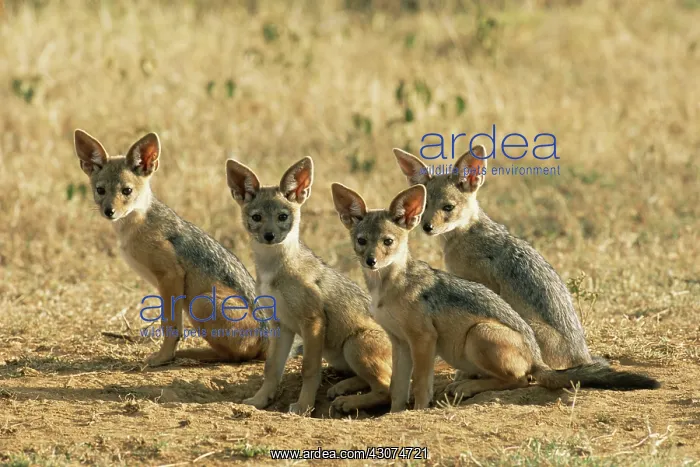 : Black-backed Jackal : Black-backed Jackal