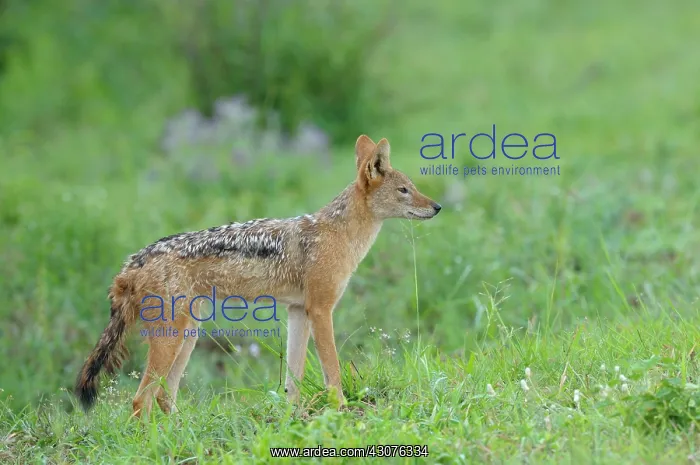 : Black-backed Jackal : Black-backed Jackal