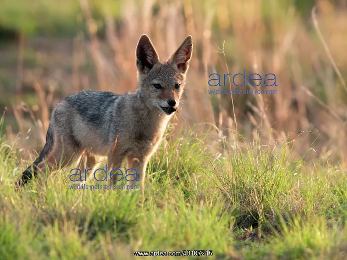 : Black-backed Jackal : Black-backed Jackal
