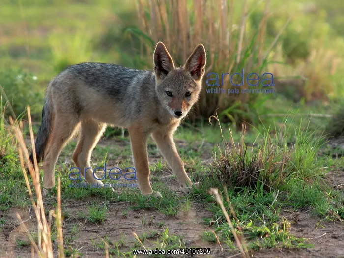 : Black-backed Jackal : Black-backed Jackal