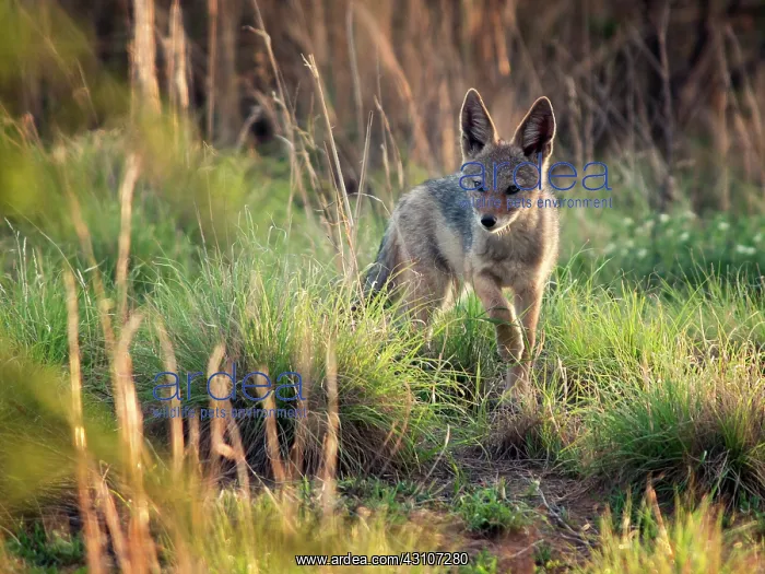 : Black-backed Jackal : Black-backed Jackal
