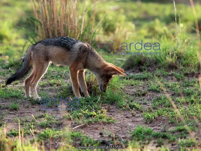 : Black-backed Jackal : Black-backed Jackal