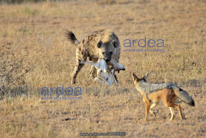 : Black-backed Jackal : Black-backed Jackal