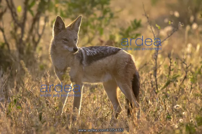 : Black-backed Jackal : Black-backed Jackal