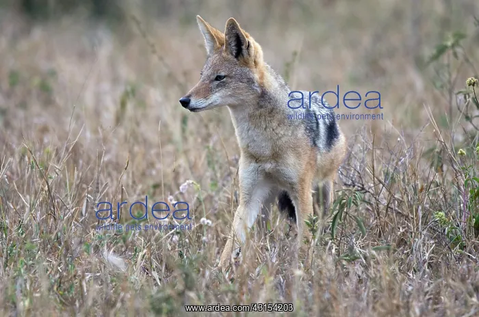 : Black-backed Jackal : Black-backed Jackal