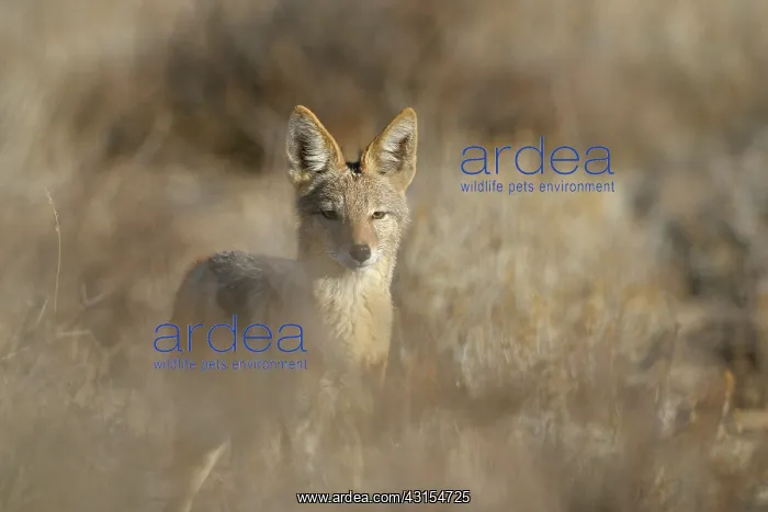 : Black-backed Jackal : Black-backed Jackal