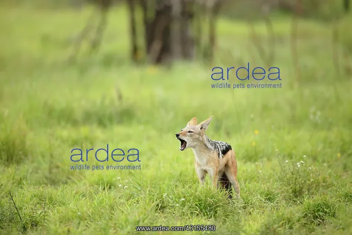 : Black-backed Jackal : Black-backed Jackal